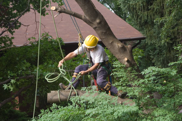  , FL Tree Care Pros